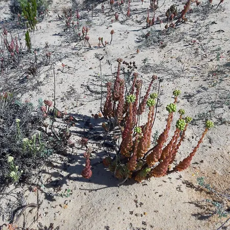 Apartment Erik Nazaré