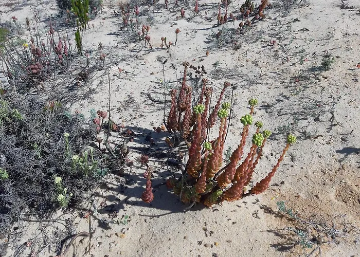 Lejlighed Erik Nazaré